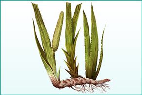 Calamus for general strengthening and power improvement
